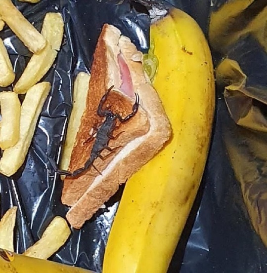 FOTO O angajată de la restaurantul IKEA Băneasa a fost înțepată de un scorpion după ce a desfăcut o cutie cu banane 