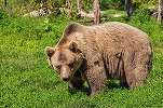 FOTO Excremente de urs la conservă, „autentic secuiești”, vândute în România. Șeful OPC: Nu mi-a venit să cred