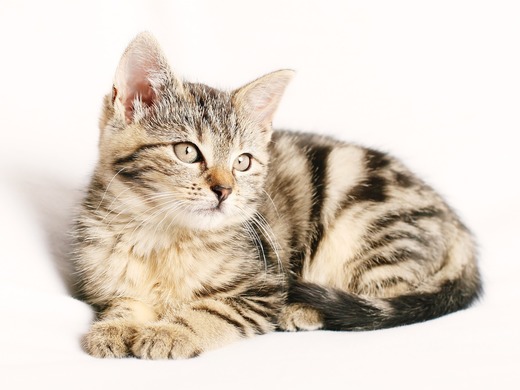 Advent International și CVC Capital vor să cumpere producătorul de hrană pentru animale Pet Food