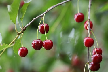 Ministru: Nu vom mânca cireșe din România, nu vom mânca vișine din România, nu vom mânca piersici și caise din România