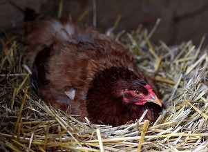 Închirierea unei găini, noua modă pentru a lupta împotriva exploziei prețurilor la ouă în SUA