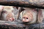CEO-ul „La Mircea Măcelaru” explică de ce dispare carnea de porc românească: E dramatic. 