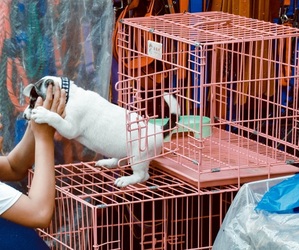 Parlamentul European interzice vânzarea pisicilor și câinilor în pet shop-uri