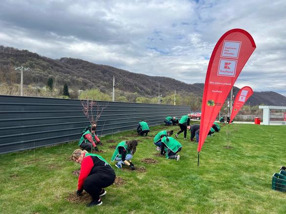 FOTO Kaufland plantează mini-păduri în România, cu o metodă japoneză