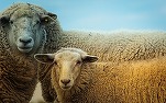 Americanii consumă mai puține organe de oaie românești. România - singurul furnizor din UE