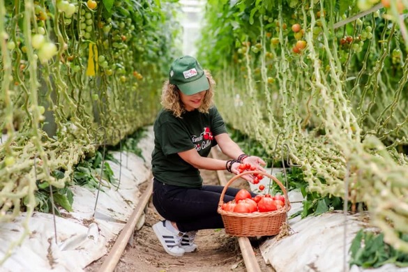 Carrefour anunță în România: Roșii românești tot anul FOTO