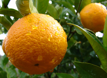 Fructe cu pesticide din Egipt, distribuite în hypermarketuri cu etichetă falsă ca fiind din Grecia. Poliția a declanșat percheziții