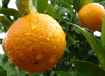 Fructe cu pesticide din Egipt, distribuite în hypermarketuri cu etichetă falsă ca fiind din Grecia. Poliția a declanșat percheziții