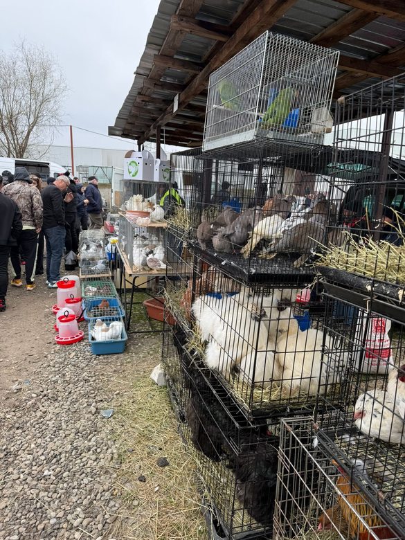 FOTO Control în târgul din Voluntari – târgul nu are autorizație pentru comercializarea animalelor vii
