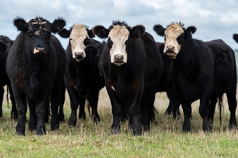 China suspendă importurile de carne de vită provenit de la un furnizor din Argentina