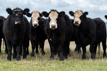 China suspendă importurile de carne de vită provenit de la un furnizor din Argentina