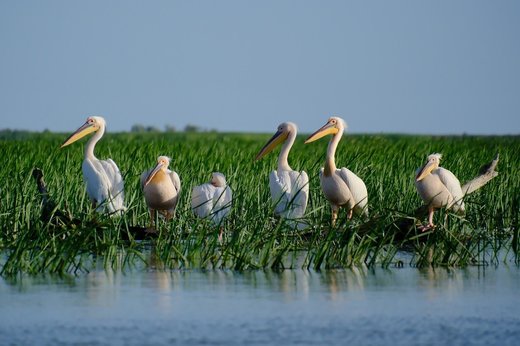 Peștele din Delta Dunării s-a scumpit