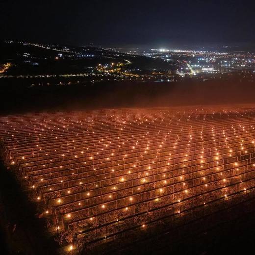 VIDEO&FOTO "Am dat foc la 40.000 euro. Poate v-ați întrebat de ce cireșele sunt scumpe...". O fermă pomicolă povestește cât de mari sunt costurile pentru a salva de la îngheț pomii fructiferi