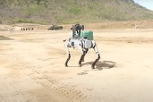 VIDEO China prezintă un câine-robot cu o pușcă automată montată pe spate
