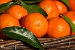 FOTO Un autotren încărcat cu mandarine s-a răsturnat pe centura Sucevei