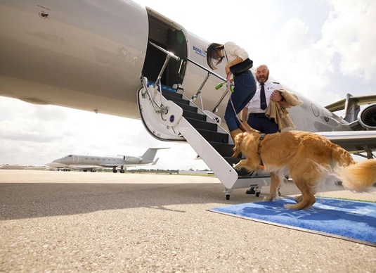 Cel mai bun prieten al omului poate călători „cu stil”: A fost lansată prima companie de zbor pentru câini și stăpânii lor. Cât costă o cursă