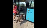 VIDEO Regulile de călătorie cu animale de companie în autobuzele și tramvaiele din București