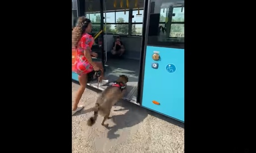 VIDEO Regulile de călătorie cu animale de companie în autobuzele și tramvaiele din București