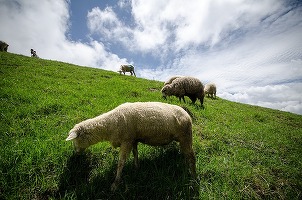 Jucătorii din turism: ministrul Turismului vorbea serios când a propus ca brand oaia în locul frunzei