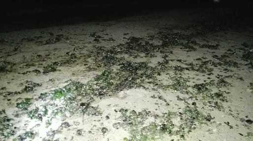 O porțiune de plajă din Mangalia a fost închisă, fiind poluată cu hidrocarburi. Autoritățile au strâns aproape 12 tone de material poluant amestecat cu nisip