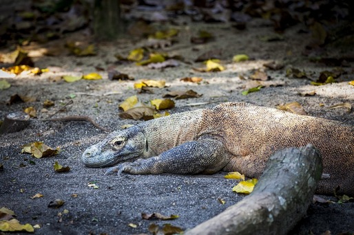 Accesul pe insula Komodo din Indonezia ar putea fi restricționat pentru protejarea dragonilor
