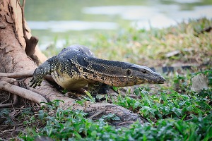 Indonezia renunță la planul de închidere a insulei pe care trăiesc dragonii de Komodo