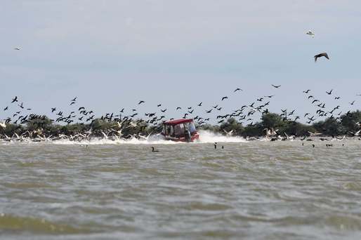 VIDEO O șalupă intră în forță într-o colonie de pelicani din Delta Dunării