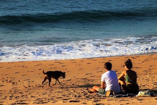 DECIZIE Animalele de companie vor avea acces pe plajele de pe litoral, chiar în sezon. Condițiile și amenzile 
