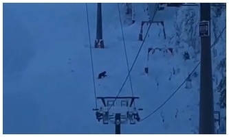 VIDEO Urșii reapar pe pârtile din România