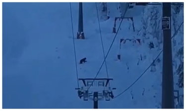 VIDEO Urșii reapar pe pârtile din România
