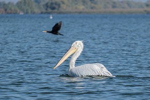 Numărul turiștilor din Deltă a scăzut puternic