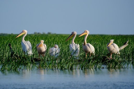 Numărul turiștilor din Delta Dunării cade puternic. "Avertizările RO-Alert în toiul nopții creează panică!" Spaniolii au descoperit însă Delta