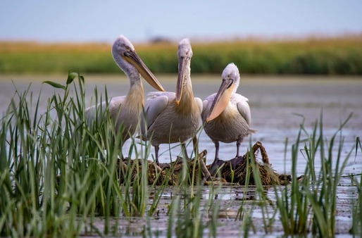 Numărul turiștilor în Delta Dunării a scăzut puternic. „Degeaba te chinui tu să mergi la nu știu câte târguri, să faci info-trip-uri. Când oamenii primesc un mesaj Ro-Alert, razi tot!"