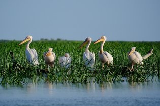 Războiul din Ucraina a dus la scăderea numărului turiștilor din Delta Dunării