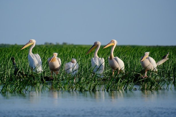 Războiul din Ucraina a dus la scăderea numărului turiștilor din Delta Dunării