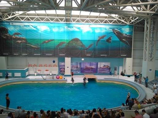 VIDEO Delfinariul Constanța va fi modernizat. Va avea și pereți de sticlă