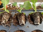 EXCLUSIV Holland Farming investește în propriul spațiu din România, prima investiție de acest fel a grupului