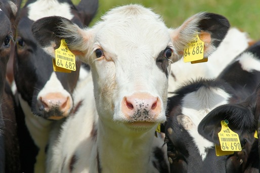 Sacrificările de bovine au scăzut cu 8,7% în luna iulie