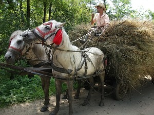Statul vrea să stimuleze asocierile dintre agricultori și pregătește facilități fiscale pentru cooperative