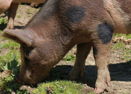 Creștere cu 3,1% a efectivelor de porcine, la începutul lunii mai 2015