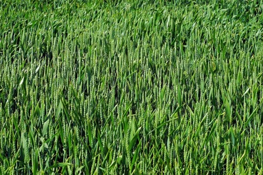 Grupul irlandez Origin Enterprises a finalizat achiziția distribuitorului de îngrășăminte Redoxim, din județul Timiș