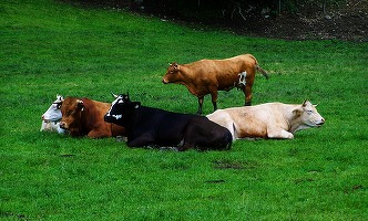 Boala limbii albastre revine în România; 28 de animale sunt suspecte, patru ferme afectate