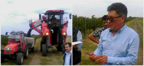 Producția de struguri a crescut cu 25% în acest an