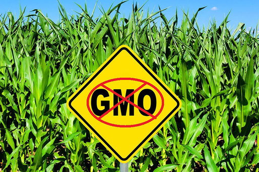 Majoritatea statelor membre ale Uniunii Europene va interzice culturile de organisme modificate genetic