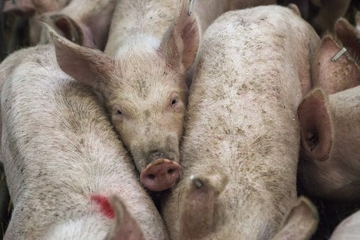 Producția de carne de porc, în creștere în august față de luna precedentă