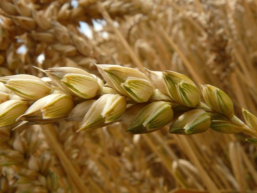 Egiptul a achiziționat încă 60.000 tone de grâu din România, la un preț în scădere