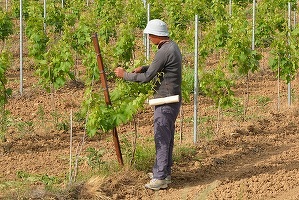 Peste 600.000 de fermieri au primit 255 de milioane de euro, avans pentru subvențiile europene