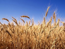 Veniturile reale din agricultura românească au înregistrat în 2015 cele mai mari scăderi din UE