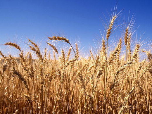Veniturile reale din agricultura românească au înregistrat în 2015 cele mai mari scăderi din UE