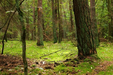 Afaceri în scădere, dar profit mai mare la Romsilva